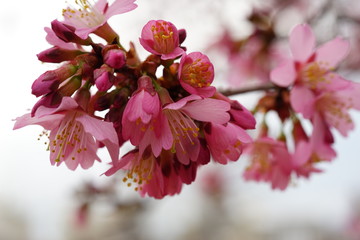 長徳寺のオカメ桜