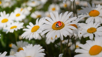 Obraz premium Ladybug on a camomile close-up in a summer field.