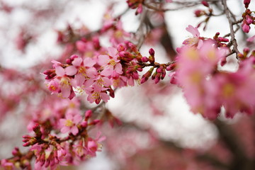 長徳寺のオカメ桜