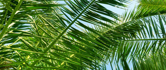 Background of palm leaves . Wide photo.