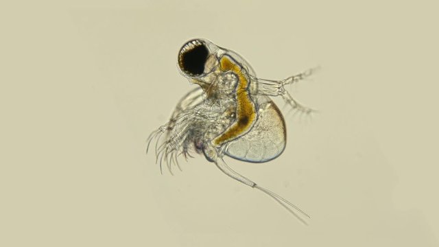 zooplankton under a microscope, the predatory water flea Polyphemus pediculus, detachment Cladocera, stands out with its large eye, which is looking for its victim. Very fast moving and social life