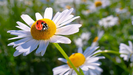 Obraz premium Ladybug on a camomile close-up in a summer field.