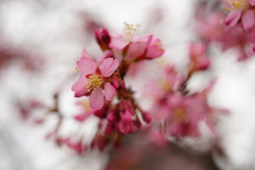 長徳寺のオカメ桜