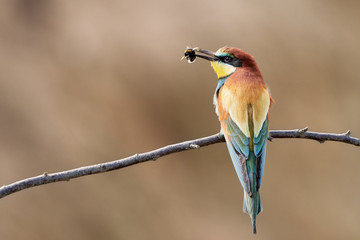 European bee-eater (Merops apiaster) with prey, bumblebee in its beak against natural background, rear view. 