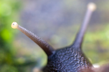 Macro snail. Snail horns. Simple animal background.