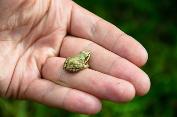  Small green frog on hand