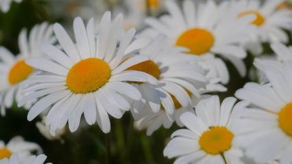 Chamomiles in the summer field close-up