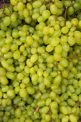 Green bunches of grapes, fresh crop at the farmers market.