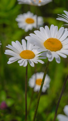 Fototapeta premium Chamomiles in the summer field close-up