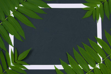 White paper frame and green branches of vinegar tree on dark grey background, top view, flat lay. Nature border concept.
