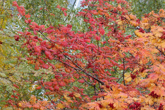 Beautiful branches of rowan-tree in the autumn park. Seasons of the year.
