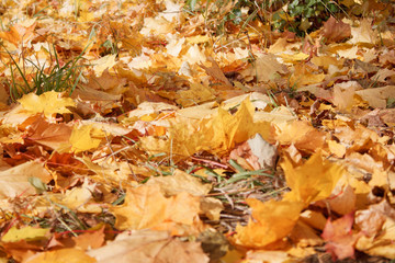 Beautiful maple leaves are lying on grass in the autumn park. Autumn background.
