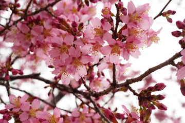 Fototapeta na wymiar 長徳寺のオカメ桜