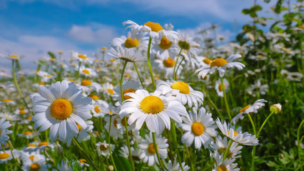 Fototapeta na wymiar Chamomile flowers in the summer field