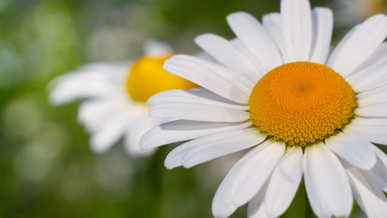 Fototapeta premium Chamomiles in the summer field close-up