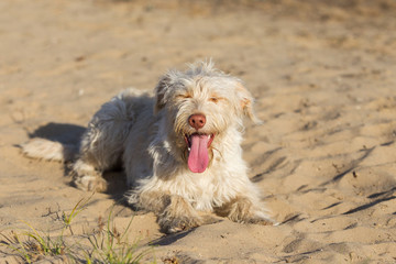 Hund im Abendlicht in der Sandkuhle