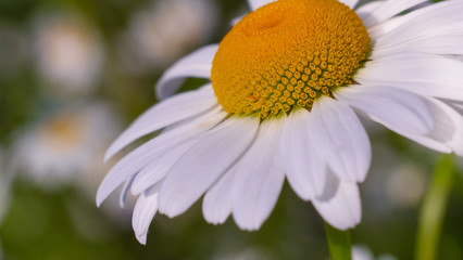Chamomiles in the summer field close-up