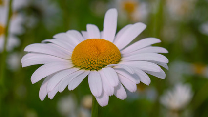 Obraz premium Chamomile flowers in the summer field