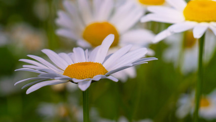 Chamomiles in the summer field close-up