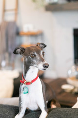 Italian Greyhound Sitting On Couch in Living Room, Black and White Greyhound