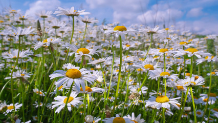 Chamomiles in the summer field close-up