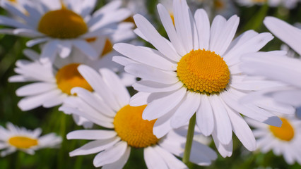 Chamomiles in the summer field close-up
