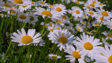 Fototapeta premium Chamomiles in the summer field close-up