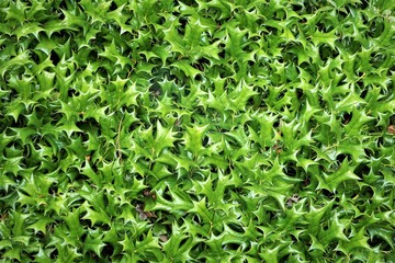 Holy plant leaves on the sunny day background texture, Summer in GA USA.