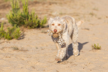 Hund im Abendlicht in der Sandkuhle