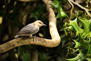 A cute BROWN-HEADED NUTHATCH (Sitta pusilla) perching on the branch of the holy bush enjoy watching and relaxing  on the garden background , Summer in Georgia USA.