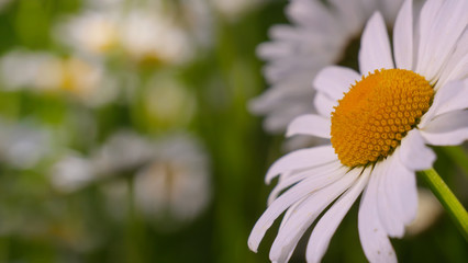 Chamomiles in the summer field close-up