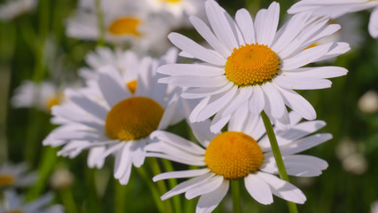 Chamomiles in the summer field close-up