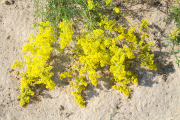 Gelbe Dünenpflanze