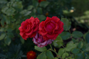 Red roses bush. Roses on green background