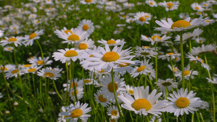 Fototapeta premium Chamomile flowers in the summer field