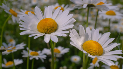 Chamomiles in the summer field close-up