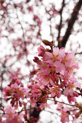 長徳寺のオカメ桜