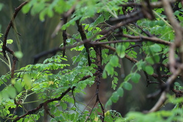 Fototapeta premium Green leaves of tree while raining in background