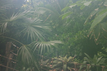 Pflanzen im Tropenhaus
