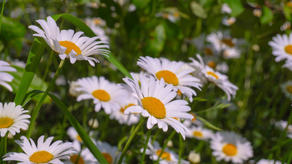 Fototapeta na wymiar Chamomiles in the summer field close-up