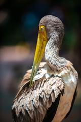 Yellow Billed Stork Female