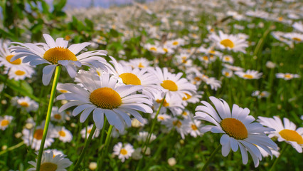Chamomiles in the summer field close-up
