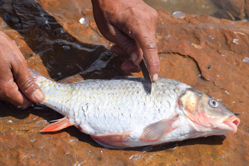 fresh fish on the rock 