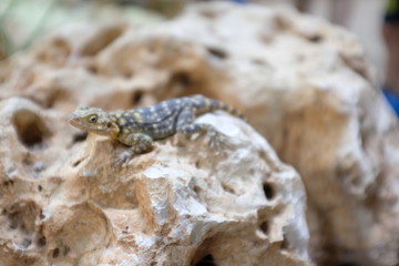 Eidechse auf einem Stein