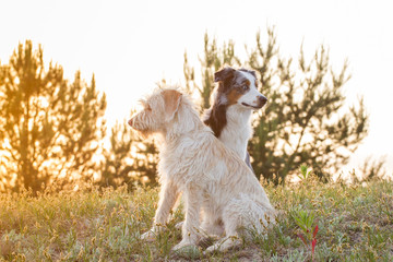 Hunde in den Sandbergen
