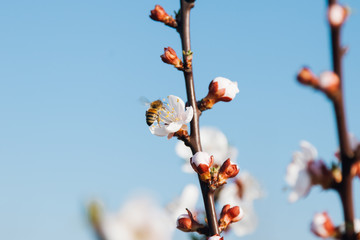 Ecological fruit trees of apricot bloom beautifully on a farm in Moldova