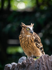 Buffy Fish Owl (Bubo ketupu)