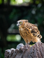 Buffy Fish Owl (Bubo ketupu)