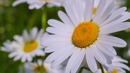 Fototapeta premium Chamomiles in the summer field close-up
