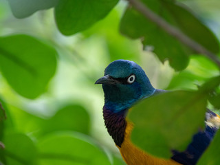 The Superb Starling (Lamprotornis superbus)